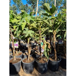 Ficus carica mini 5 lt